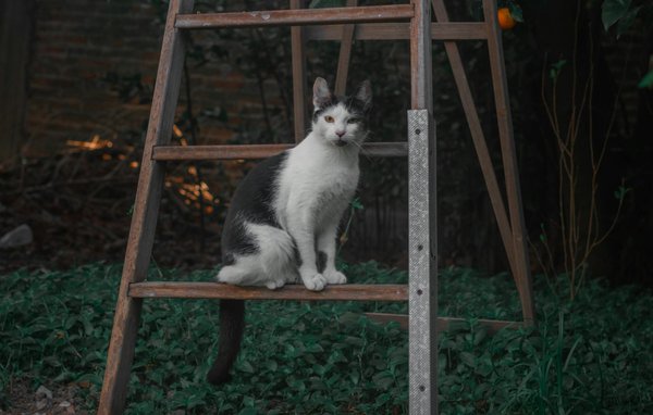 Die besten hüllen für das samsung galaxy s21 plus entdecken